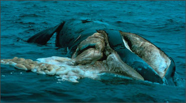 20120522-right whaleEubalaena_glacialis_dead.jpg